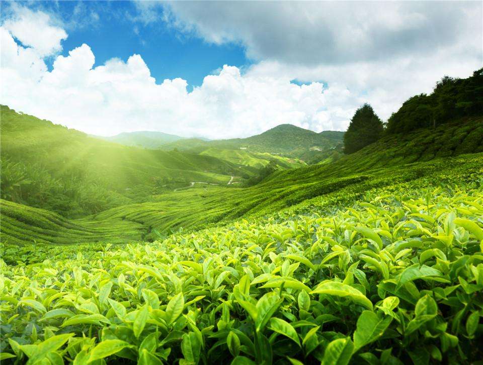 为何高山茶品质比普通茶更胜一筹 这些秘密你应当早知道 知乎
