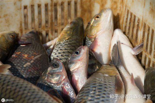 淡水鱼细菌性肠炎的预防 知乎 淡水鱼细菌性肠炎的预防 知乎