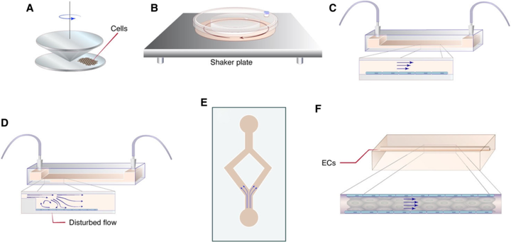 動(dòng)脈粥樣硬化中的內(nèi)皮細(xì)胞力學(xué)生物學(xué)
