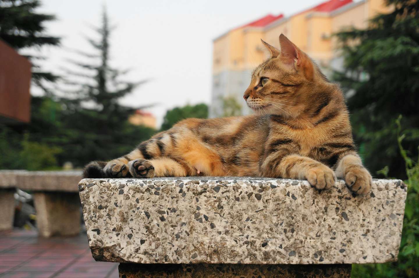 学校里的猫 知乎