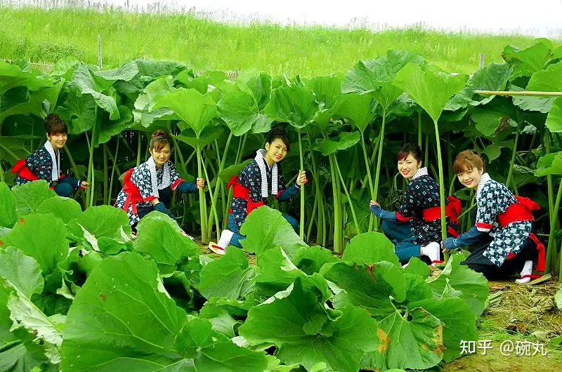 MacDonald, rhubarb plant