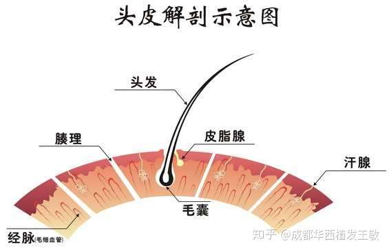 植髮好嗎