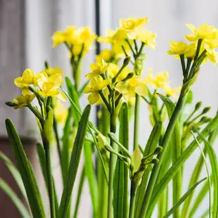 居家插花之水仙花 知乎