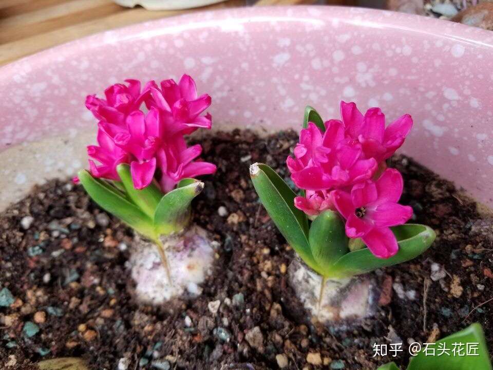 风信子要 夹箭 怎么办 马上做 3步 花箭嗖嗖冒 知乎