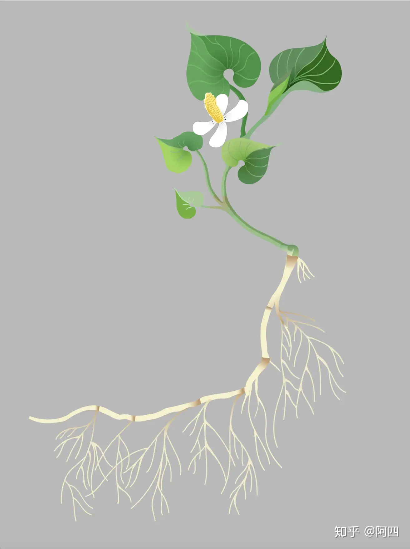 鱼腥草花卉观察日记 知乎