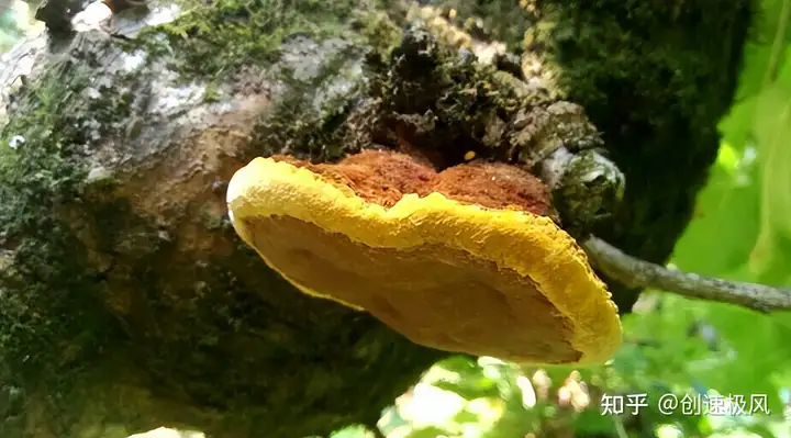 被称为“森林黄金”的桑黄，究竟是如何形成的？值不值千元一斤？（桑黄是什么树生长出来）