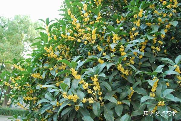 桂花树栽培技术 知乎