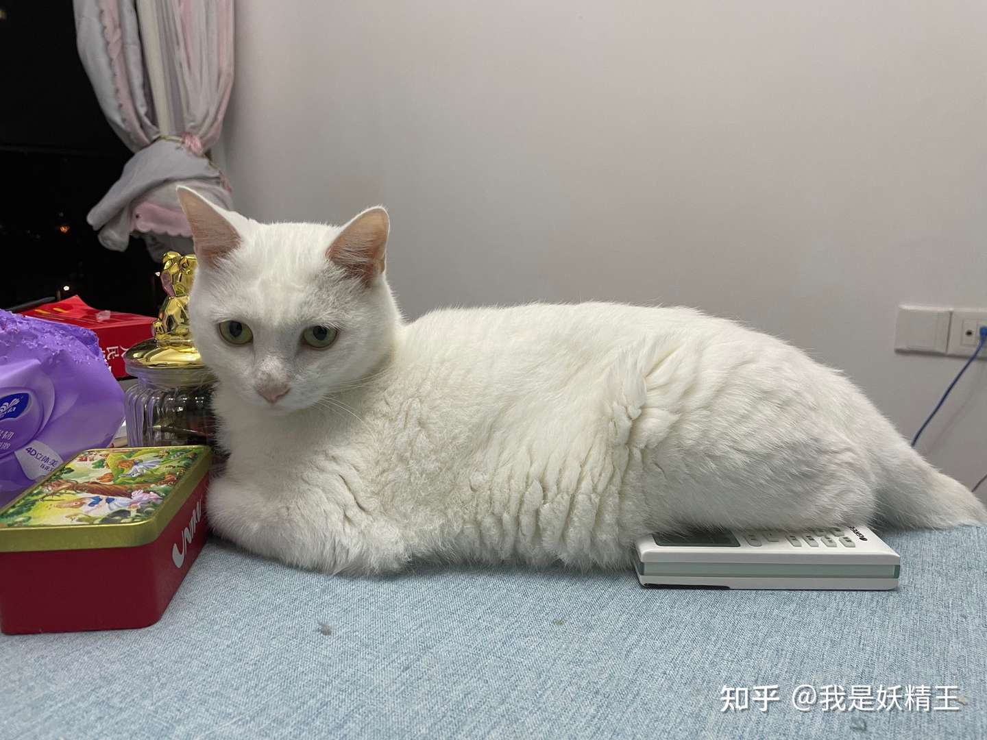 我家猫咪得了晚期肾衰竭 知乎