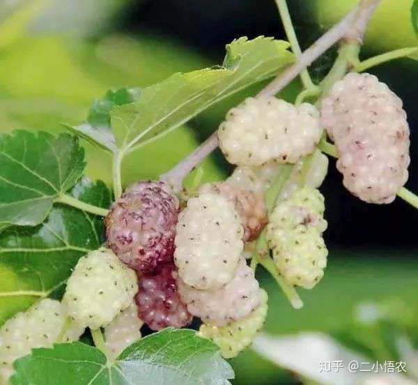 怎样种植桑葚更高产 知乎