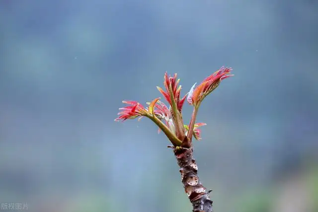 种什么最赚钱农村（农村种植什么经济作物比较好）