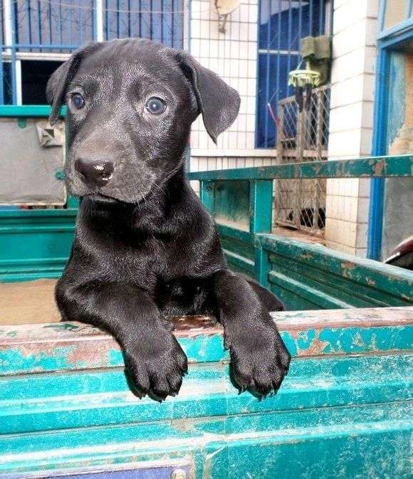 中国华北优秀犬种辟邪镇宅黑狼犬 知乎