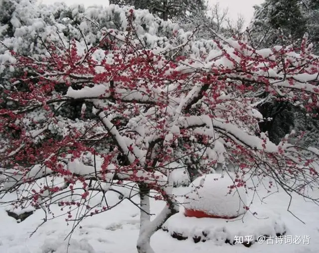 不看后悔（写雪的诗句）关于写雪的诗句古诗 第5张