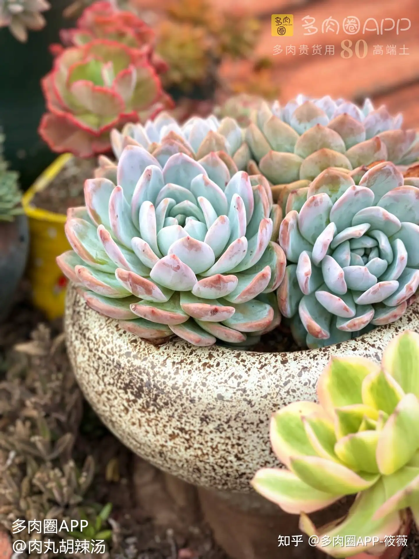 露养的肉肉注意这几个大要素 基本问题不大 知乎 露养的肉肉注意这几个大要素 基本问题不大 知乎