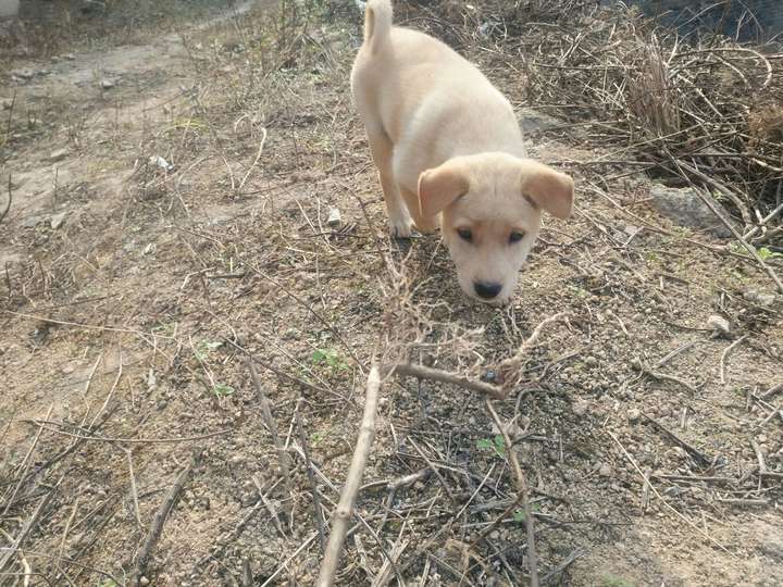 万能的知乎请问这是农村说的白胸狗吗?第一次养狗不太懂?