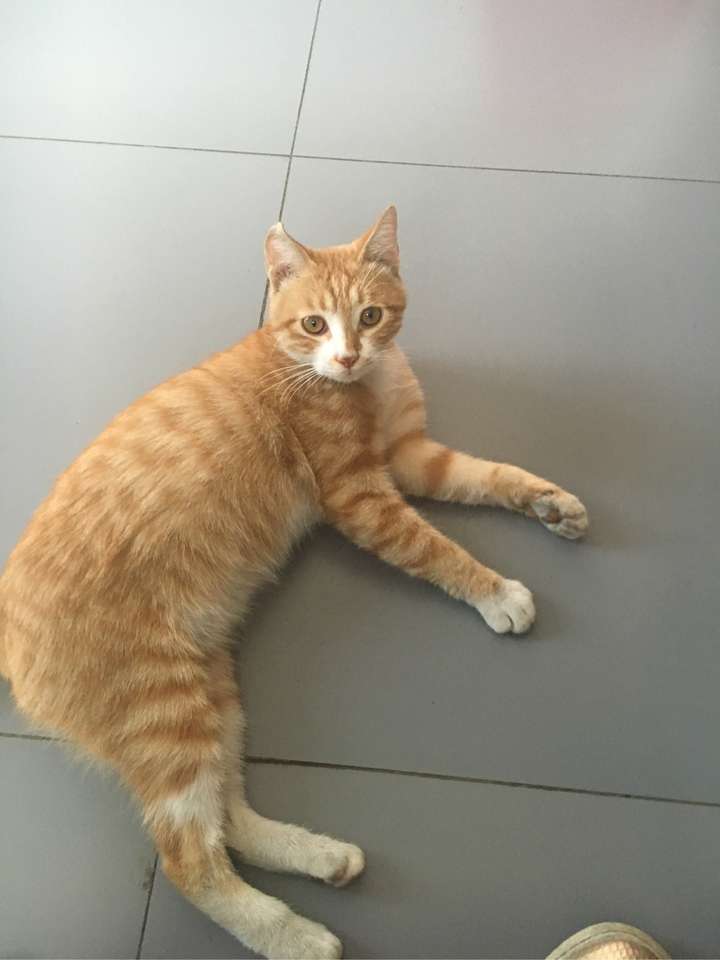 为什么会有橘猫容易长成胖子的说法?