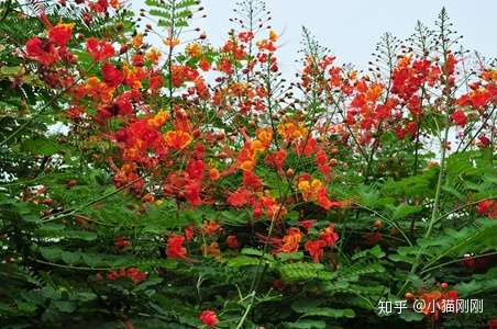 铲屎官们 你知道哪些植物对猫有毒吗 知乎