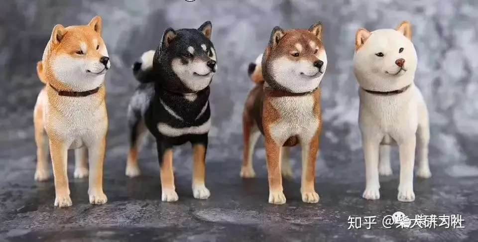 科普丨三分钟带你解锁胡麻柴犬 知乎