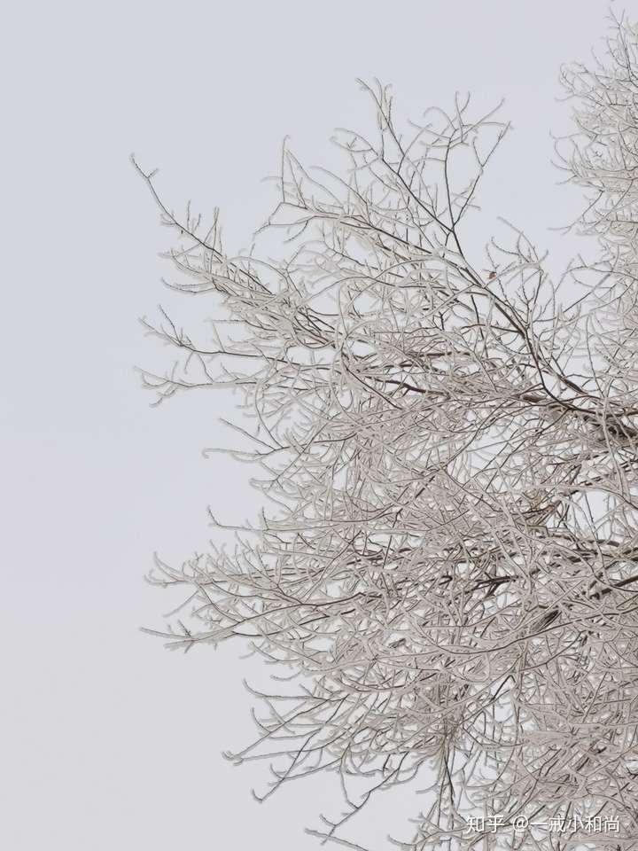 冬天到,下雪了,分享一张初雪的照片好吗?