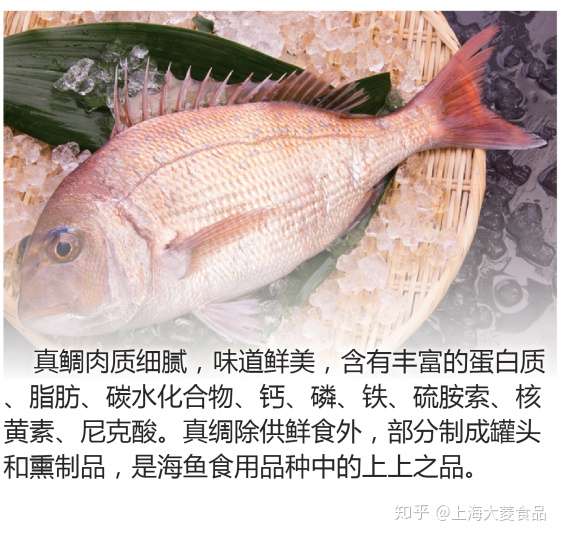 花中樱 鱼中鲷 知乎