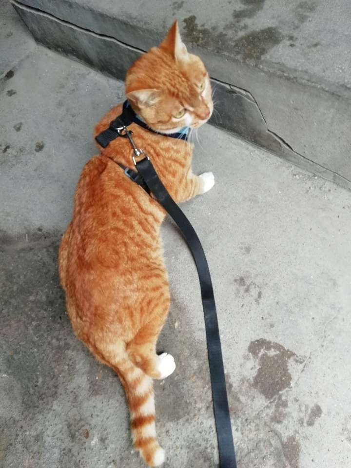 为什么遛猫的人特别少?