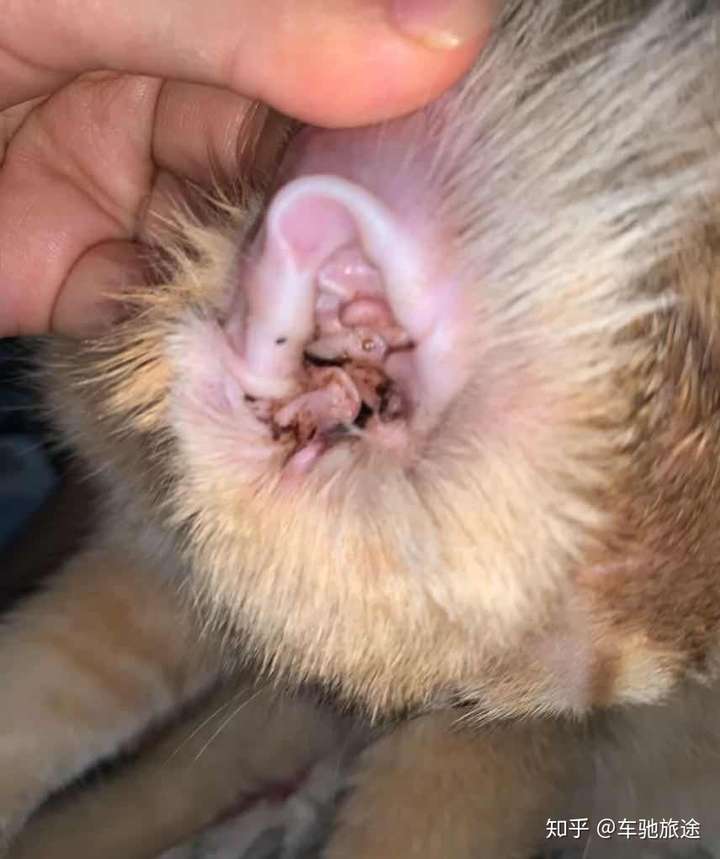 猫咪耳朵里的耳螨图片