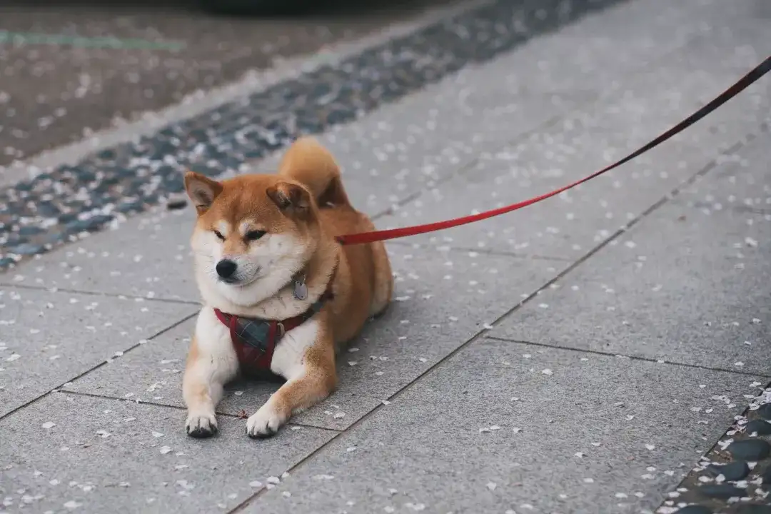 秋田犬面临灭绝 陪祖先吃过苦的狗 不配享清福 知乎