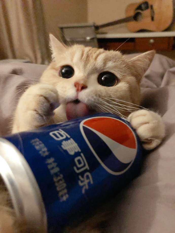 可爱的猫猫头像 知乎
