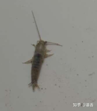 这是什么虫沙发垫上的这是什么虫