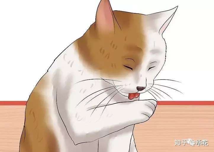 如何检查猫咪身上有没有跳蚤 知乎