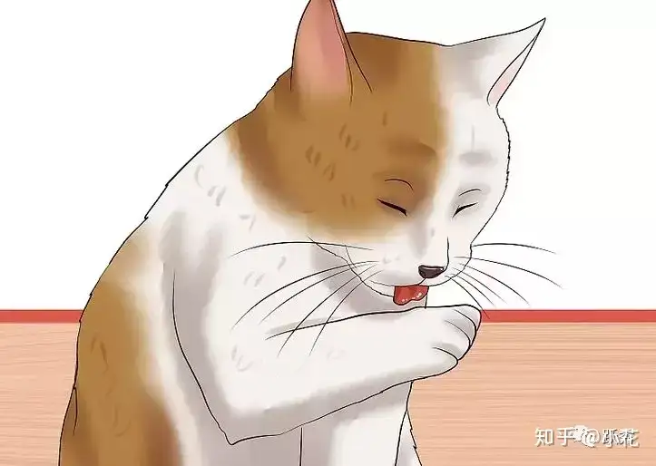 如何检查猫咪身上有没有跳蚤 知乎