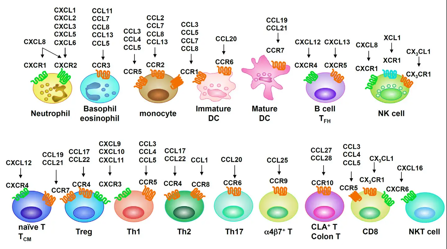 免疫关键因子 CCL4/MIP-1β—功能与精准检测