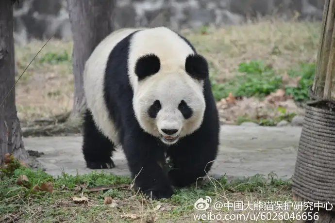 大熊猫放假表演“自挂东南枝”（真龙凌云细支香烟价格表图真龙凌云多少...） 第1张