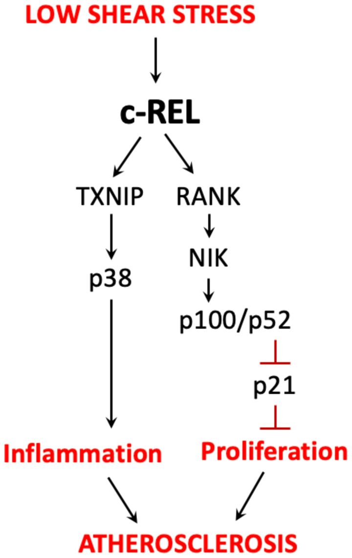 內皮 c-REL 通過與 TXNIP-p38 和非經典 NF-κB 通路的串擾在血流紊亂區域協調動脈粥樣硬化