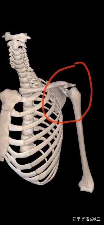 肩袖肌群的功能是和肱二头肌长头与关节囊密切配合