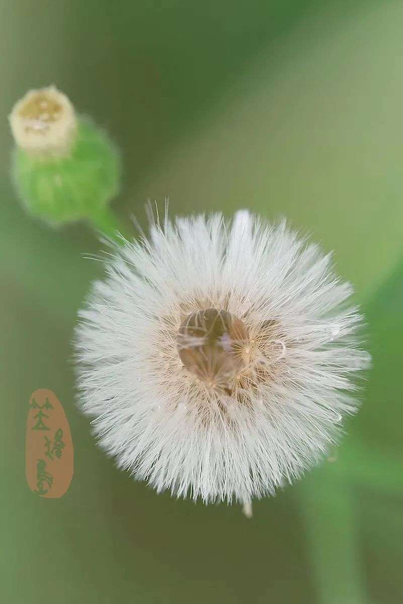 那些随处可见的不起眼的小野花们 婆婆纳 附地菜 鸭跖草 驴蹄草 繁缕 知乎