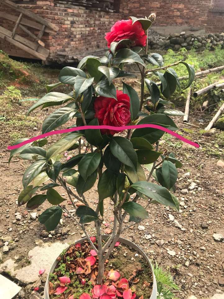 求教这棵茶花该如何修剪才能多枝