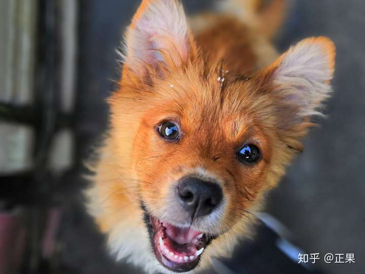 中華田園犬的顏值可以多高?