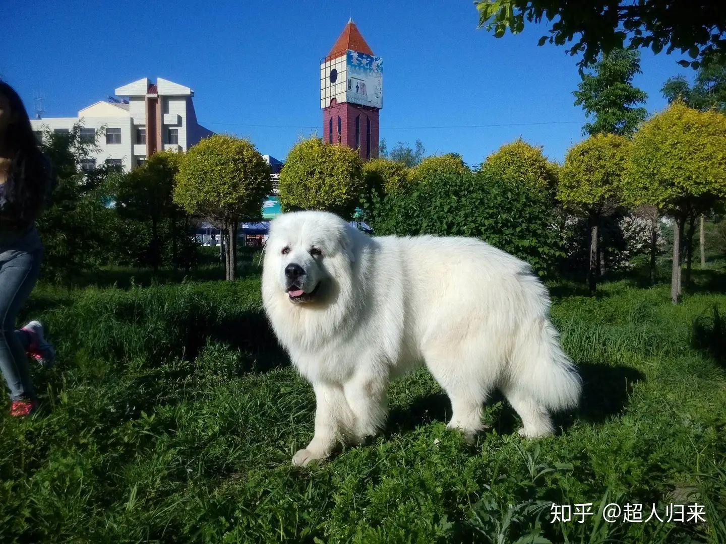 世界上最大的狗狗犬种 知乎