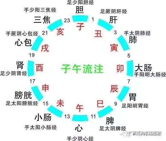 子午流注 是中医学最有特色的理论 知乎