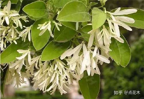 这5种潜力乡土树种 前景不容小觑 知乎