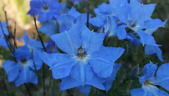 11月上旬诞生花 知乎