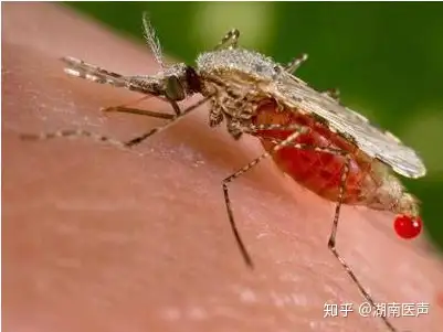 需要血来喂养幼虫,这就很可笑了,还有网友讽刺道:"接下来他们会要求