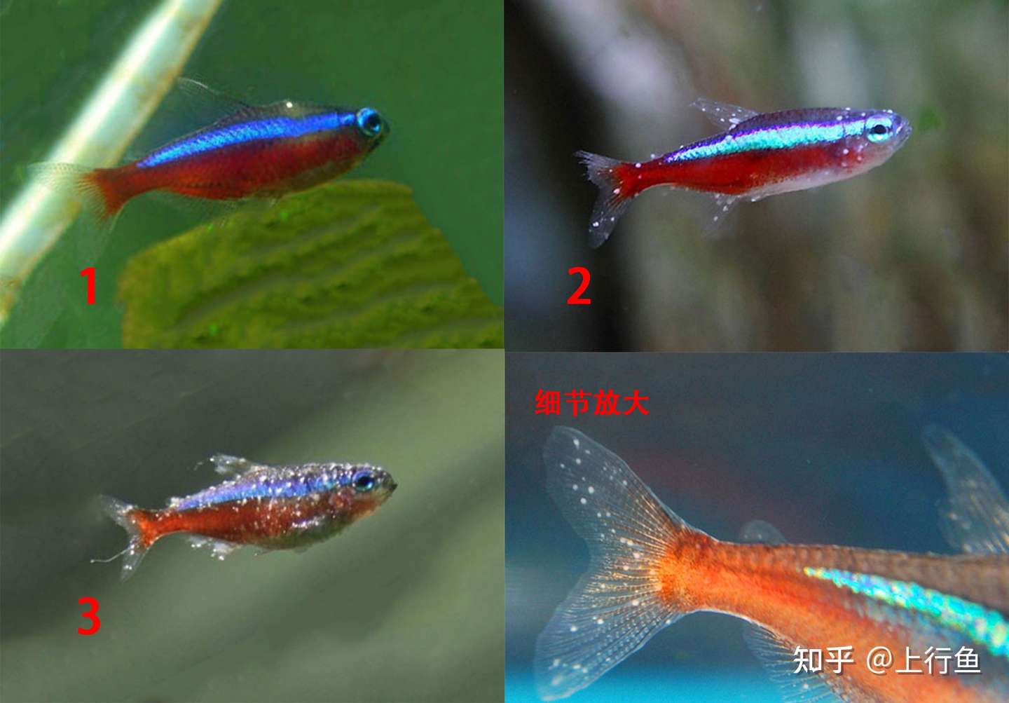 鱼得了白点病怎么治 白点病鱼怎么治疗 1 知乎