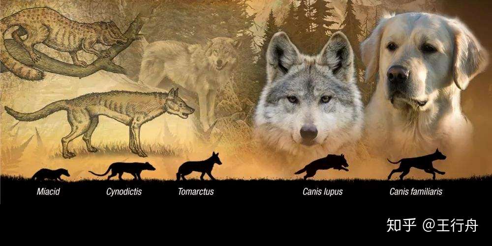 关于动物的脑洞 一 为什么野生动物中有很多种大型猫科 却缺少类似的大型犬科 知乎