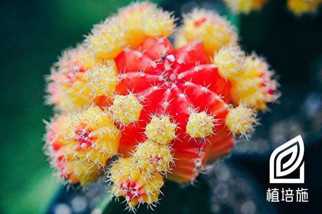 植培施 绯牡丹gymnocalycium Mihanovichii 多肉植物栽培手册 知乎