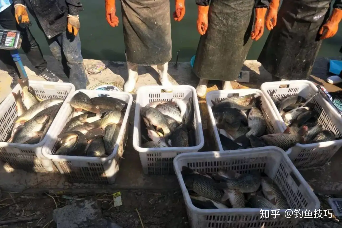 钓黑坑鲤鱼的饵料越来越复杂，生口鱼、回锅鱼和疗养鱼的鱼饵配方- 知乎