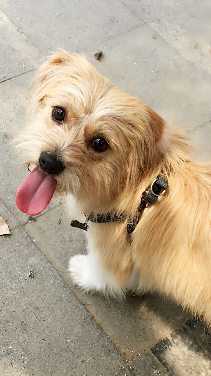 领养的串串,叫兜兜