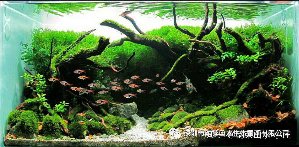 带你玩转水草缸 水草种植技巧分析 知乎