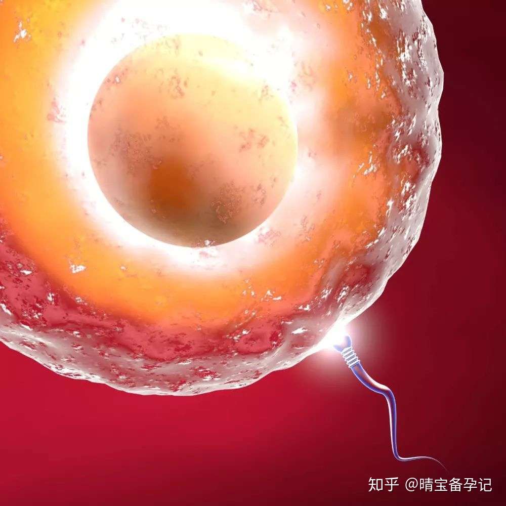 如何从吃住行全面提升卵子质量 卵子的6个问答详解 知乎