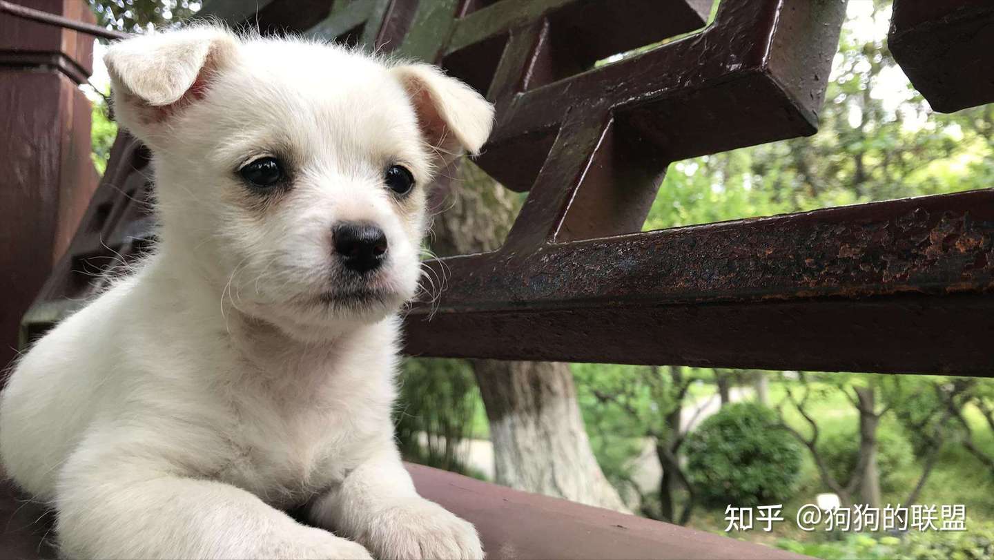 5种常见狗狗心理病 最后一种太容易被忽略 知乎